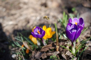 Exkursion: Bienen und Wespen – Geheimnisvolle Vielfalt @ Ortsmitte Blumenhagen, Gemeindeverwaltung und Bushaltestelle)