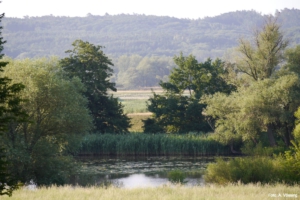 Exkursion: Die Bedeutung der Rohrglanzgraswiesen für die ökologische Landwirtschaft sowie dem Natur- und Umweltschutz @ Kanalbrücke in Criewen
